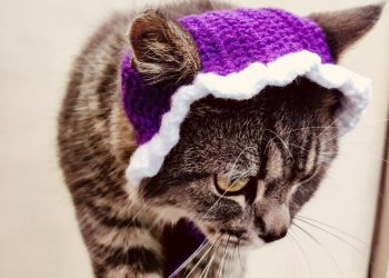 free crochet pattern cat har